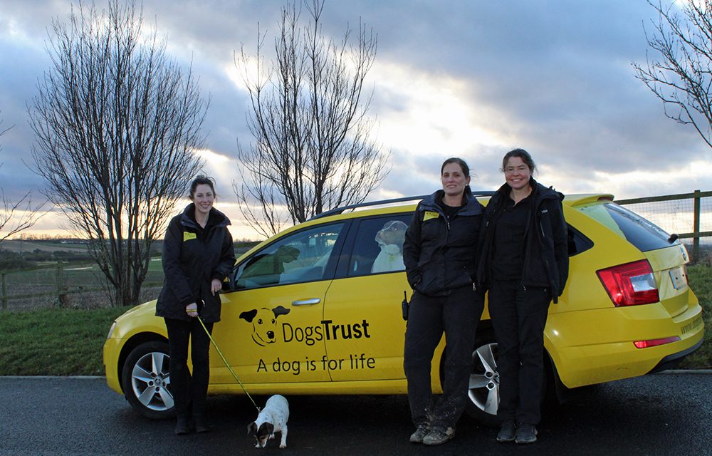 Dogs Trust is Top Dog for Foster Homes