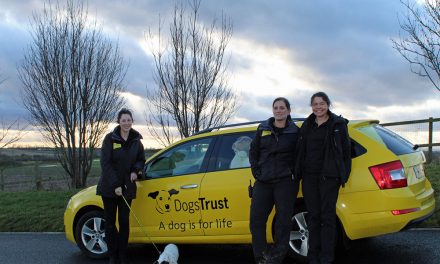 Dogs Trust is Top Dog for Foster Homes