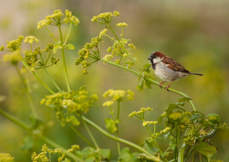 RSPB Big Garden Birdwatch