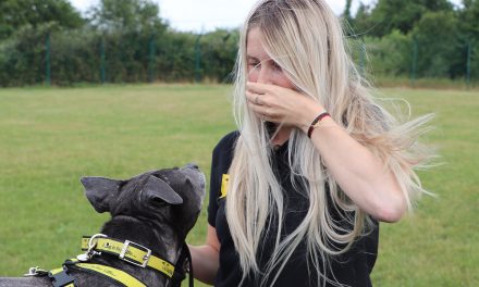 Helping Dogs Adjust When They Can’t See Our Faces