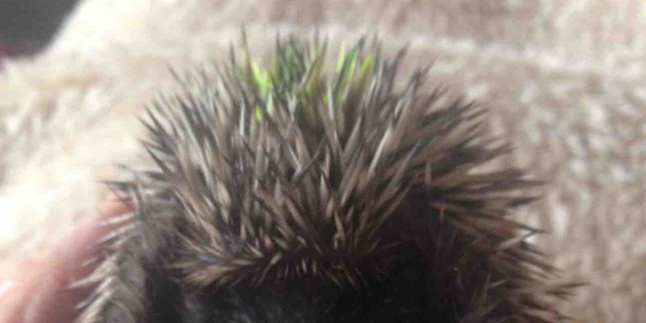 The Hog Blog