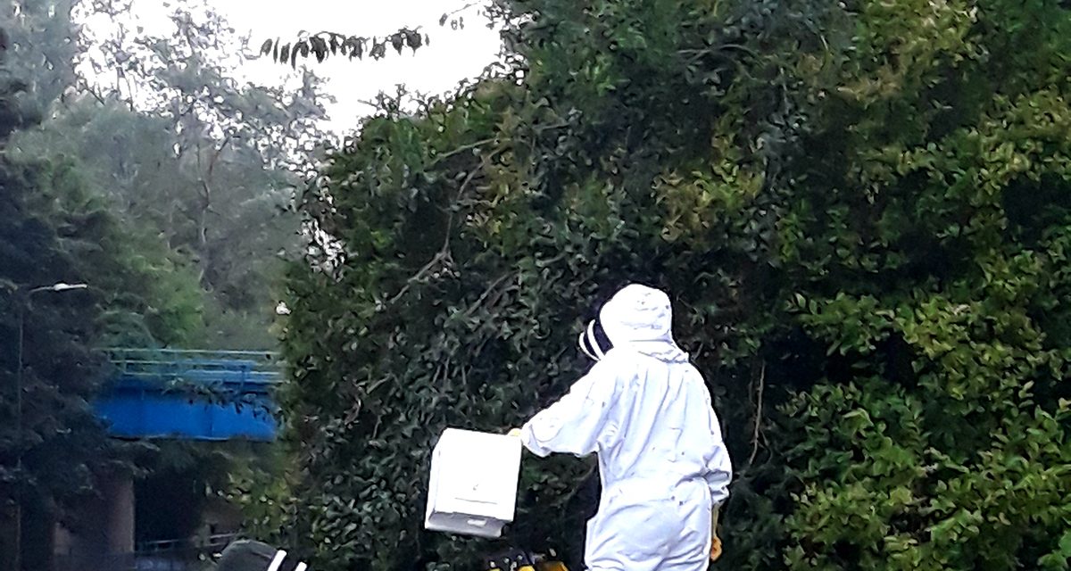 40,000 Bees Removed From Trees near Blue Bridge