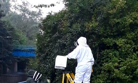 40,000 Bees Removed From Trees near Blue Bridge