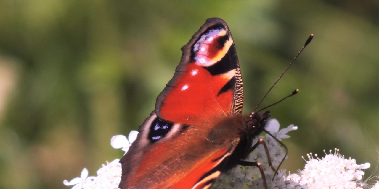 Butterfly booze: create ‘butterfly cocktails’ to bring butterflies to your garden this summer
