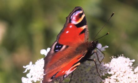 Butterfly booze: create ‘butterfly cocktails’ to bring butterflies to your garden this summer