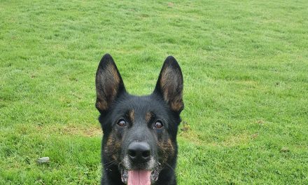 Could you give PD Buzz a forever home?