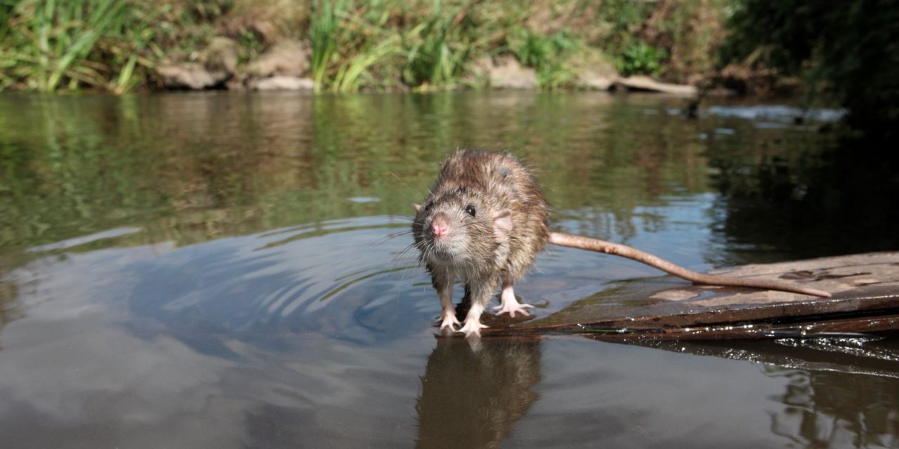 Tips to Prevent Rats Taking Hold in Floods