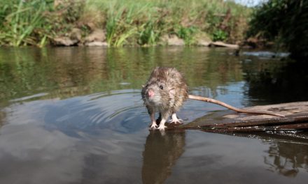 Tips to Prevent Rats Taking Hold in Floods