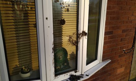 Mindless Vandalism Continues in West Ward