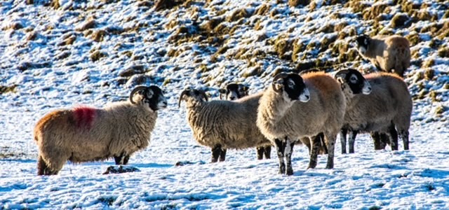 POLICE NOTICE – Lambing season