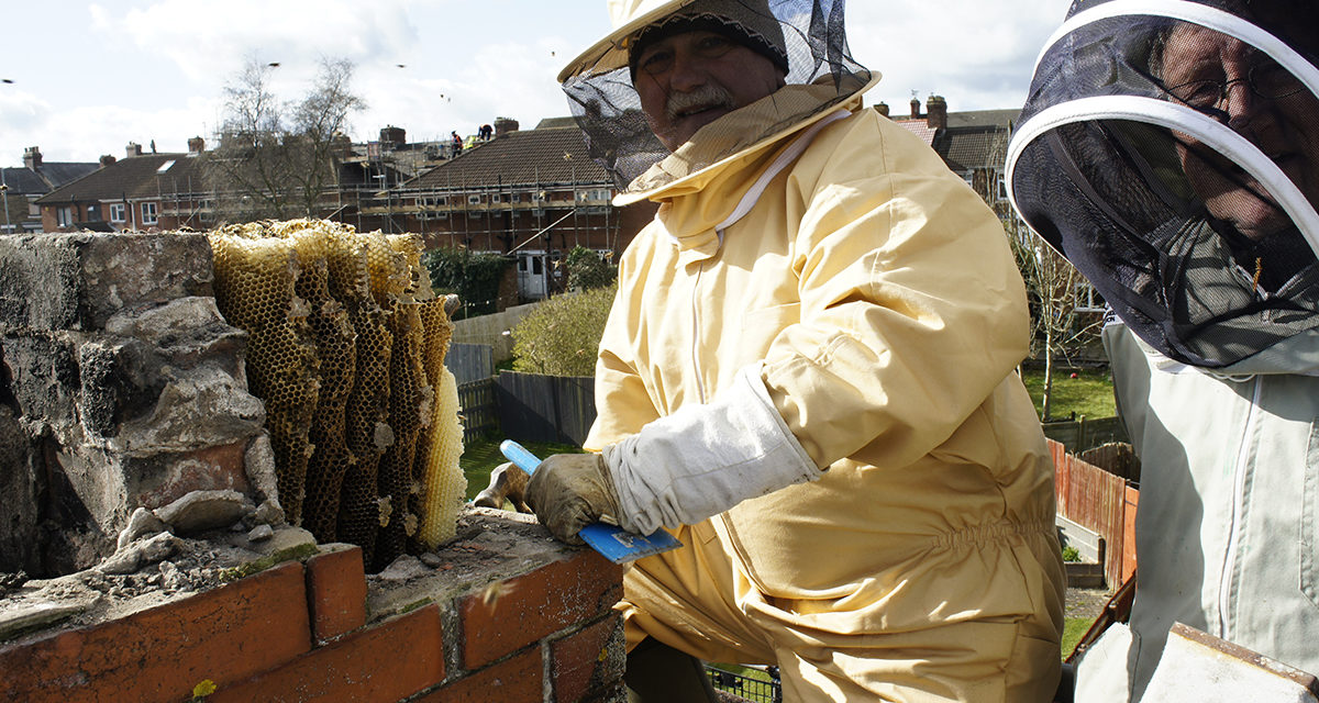 Extreme Beekeeping