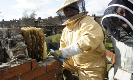 Extreme Beekeeping