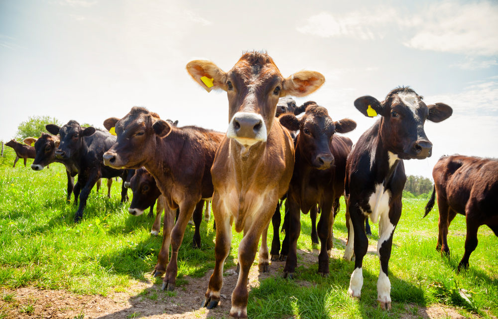 North East walkers and farmers warned of livestock danger