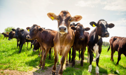 North East walkers and farmers warned of livestock danger