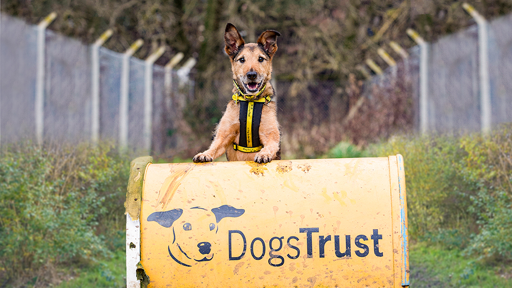 MAJORITY OF NORTH EAST DOG OWNERS HAVE NO PLANS IN PLACE FOR PETS IF WORST WERE TO HAPPEN 