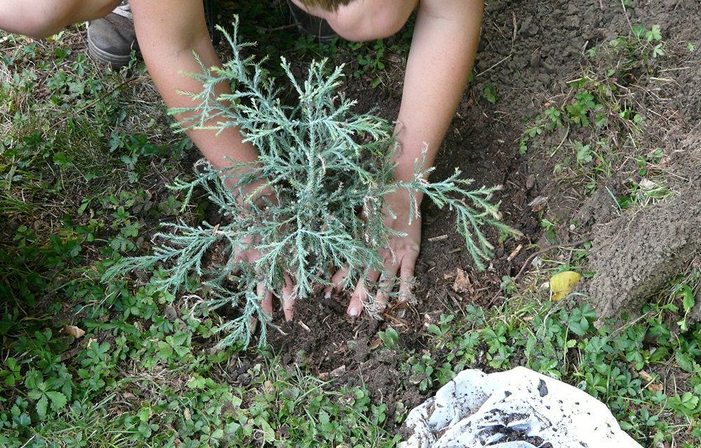 Free Tree Packs Scheme for Schools and Communities