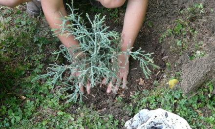 Free Tree Packs Scheme for Schools and Communities