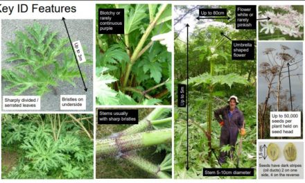 Giant Hogweed in the Area