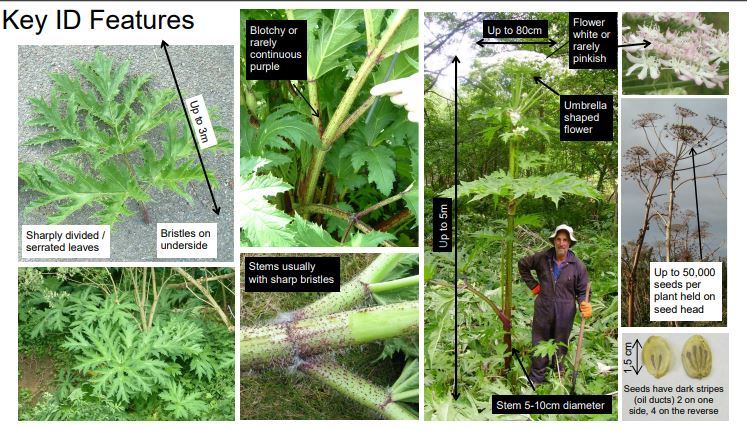 Giant Hogweed in the Area