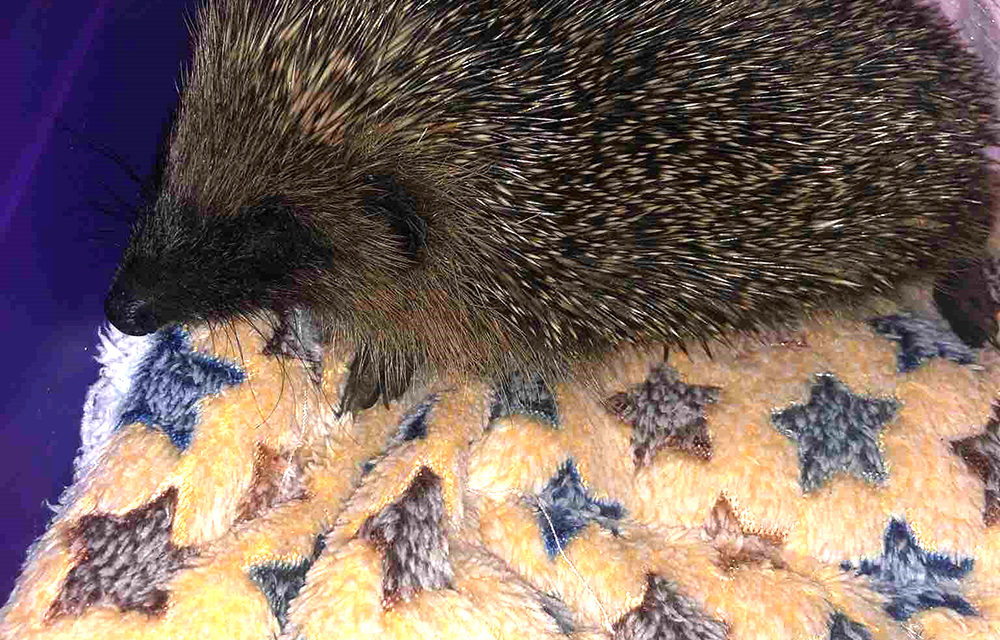 The Hog Blog