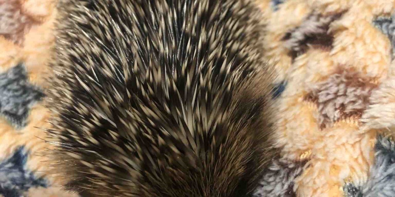 Weekly Hog Blog