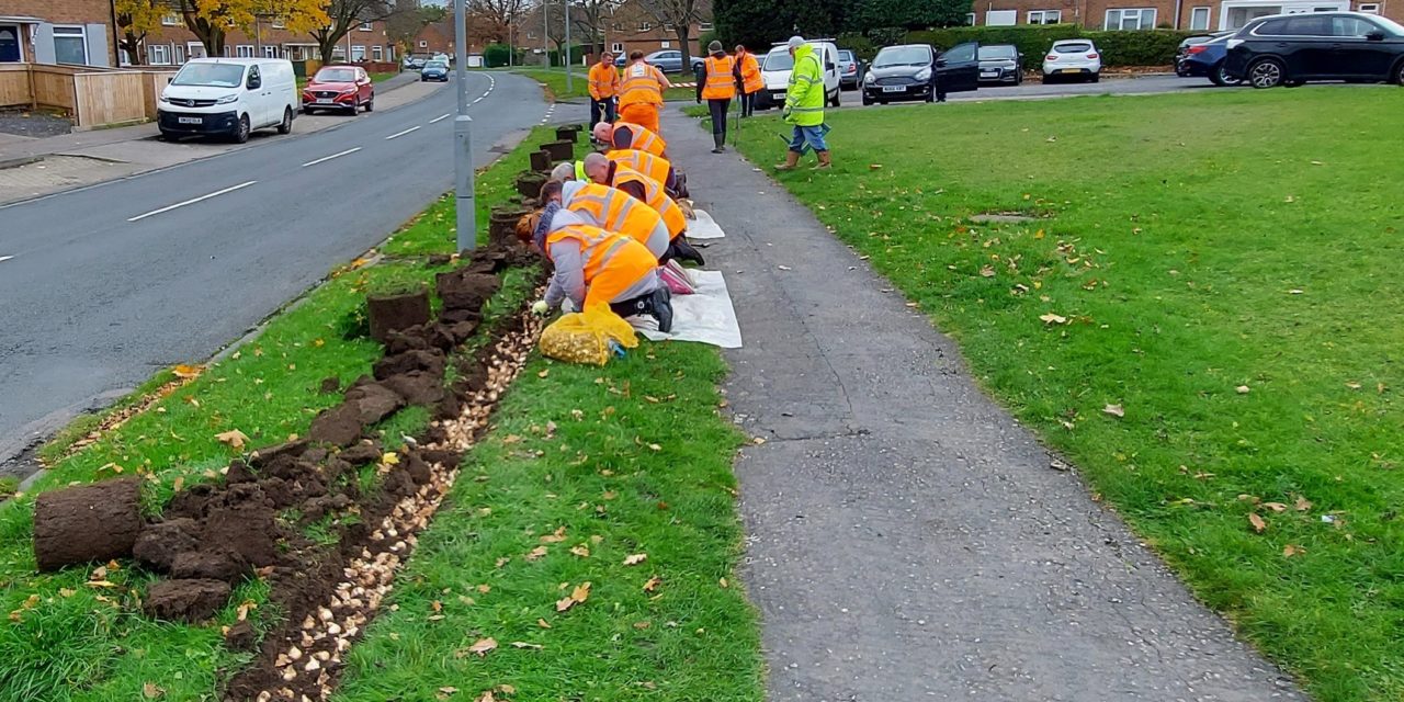 ACORN Volunteers Plant Bulbs in Silkin Way