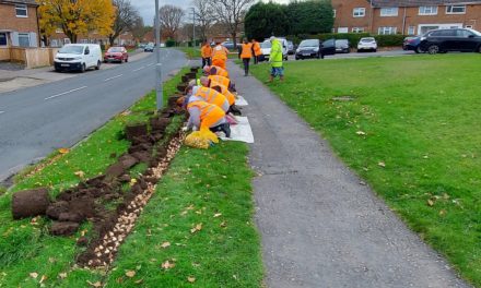 ACORN Volunteers Plant Bulbs in Silkin Way