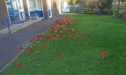 Poppies at Byerley Park