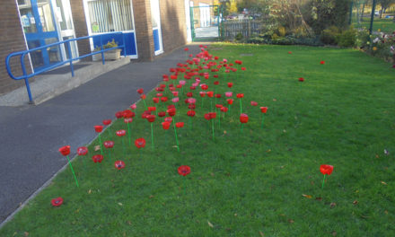 Poppies at Byerley Park