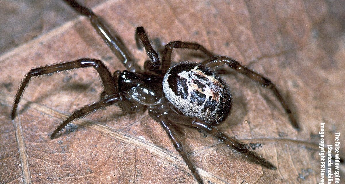 False Black Widow sightings on the rise