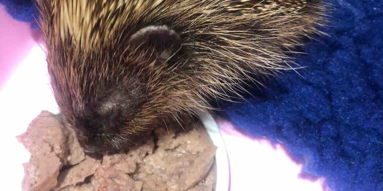 The Hog Blog