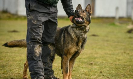 Are you a Licensed Police Dog Handler?