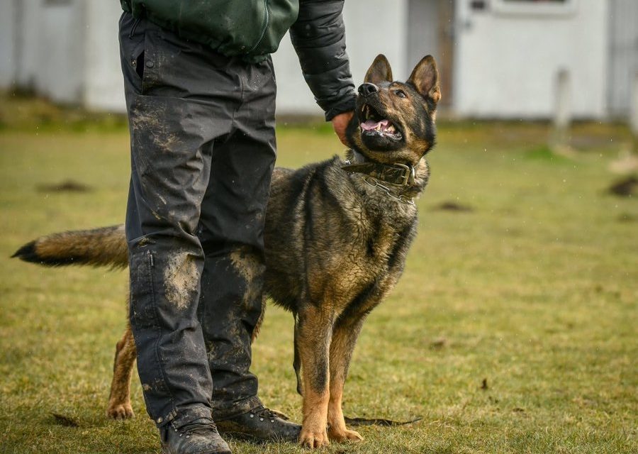 Are you a Licensed Police Dog Handler?