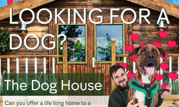 Channel 4 – The Dog House