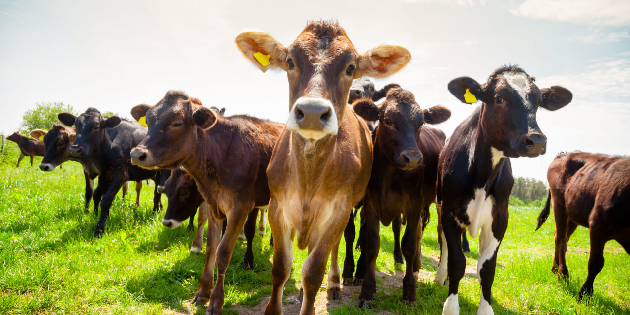 North East walkers and farmers warned to be vigilant of cattle dangers