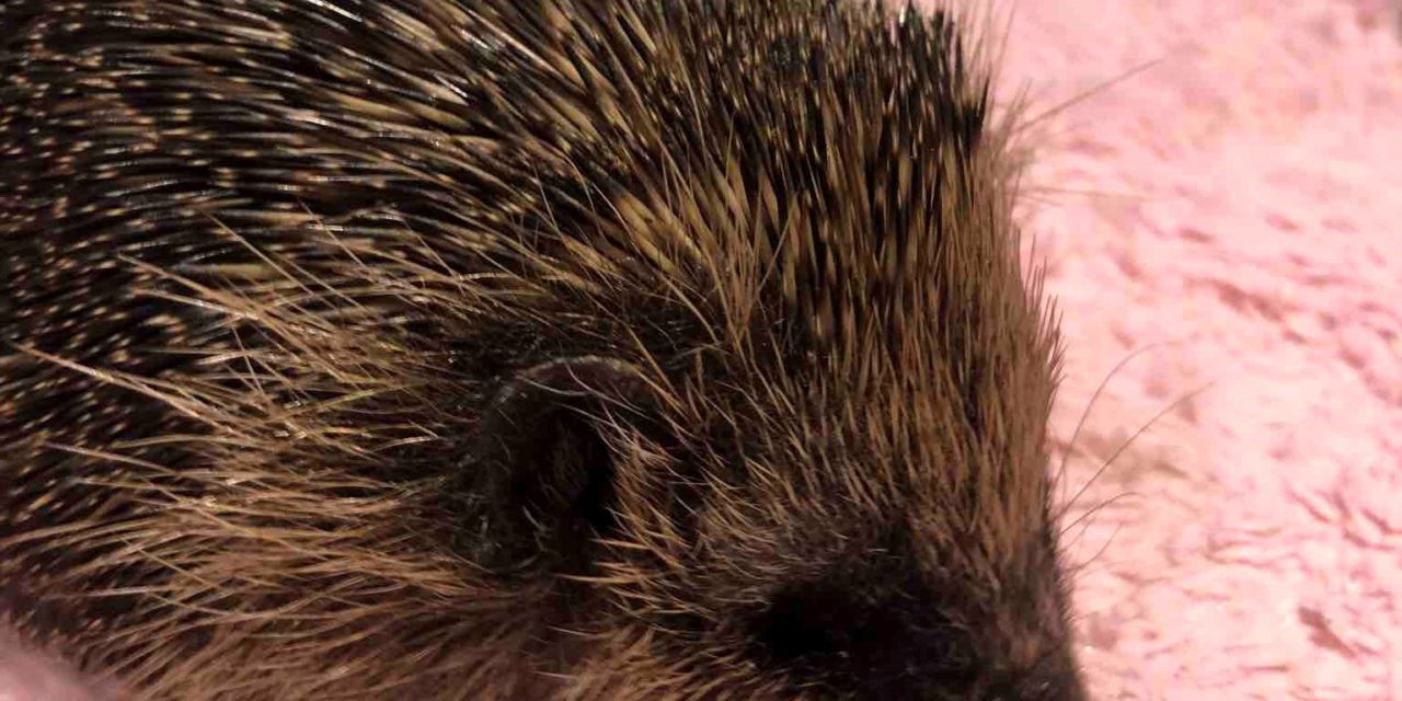 The Hog Blog