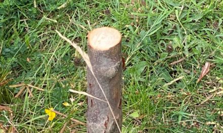 Memorial Tree Destroyed