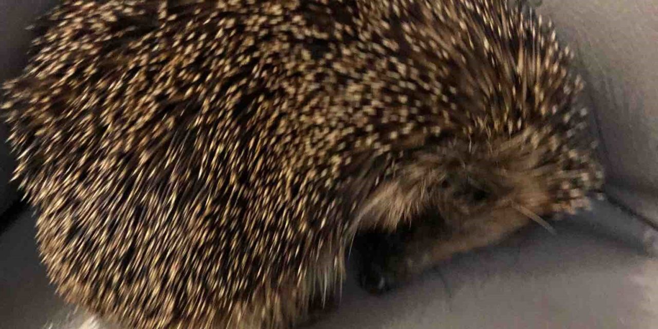 The Hog Blog