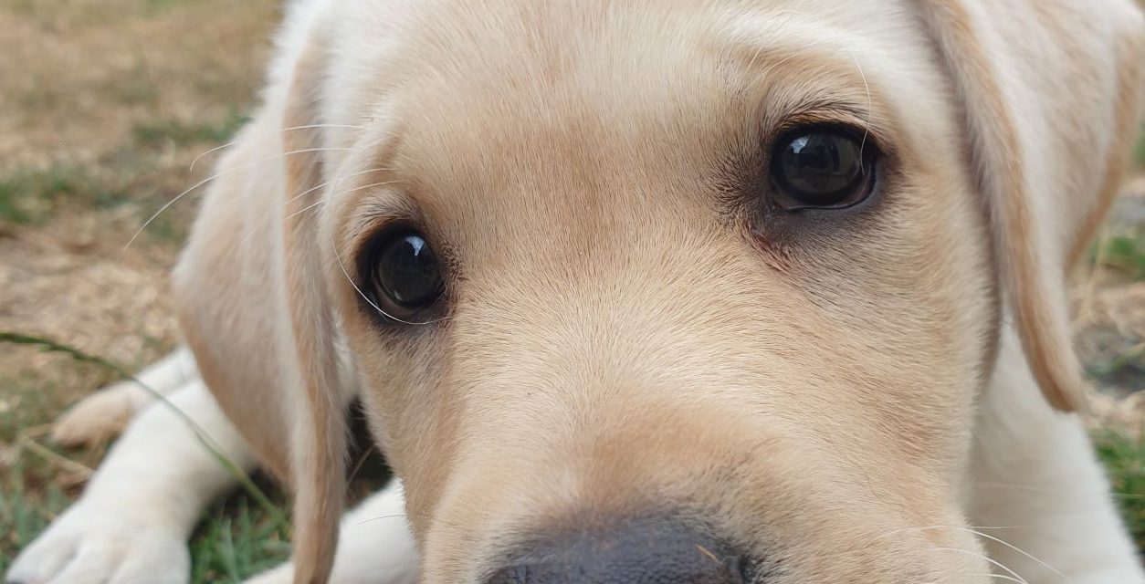 DEAF CHARITY URGENTLY NEEDS VOLUNTEERS IN COUNTY DURHAM TO CARE FOR CUTE PUPPIES