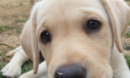 DEAF CHARITY URGENTLY NEEDS VOLUNTEERS IN COUNTY DURHAM TO CARE FOR CUTE PUPPIES