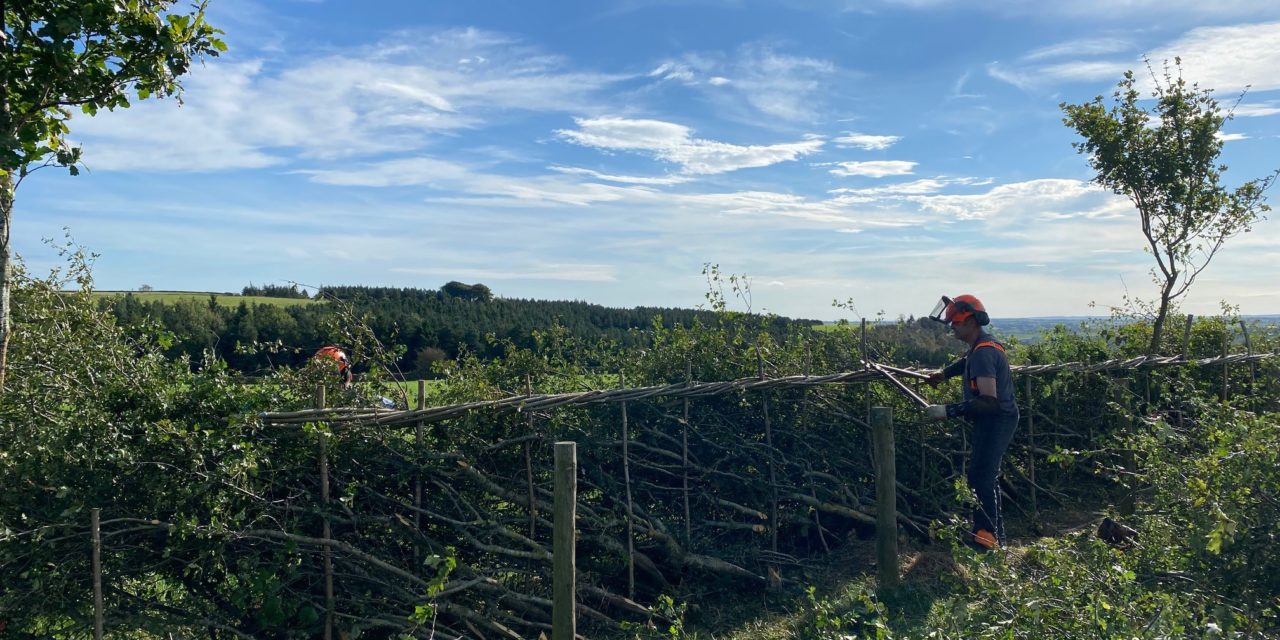 Hedgelaying competition returns to county