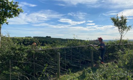 Hedgelaying competition returns to county