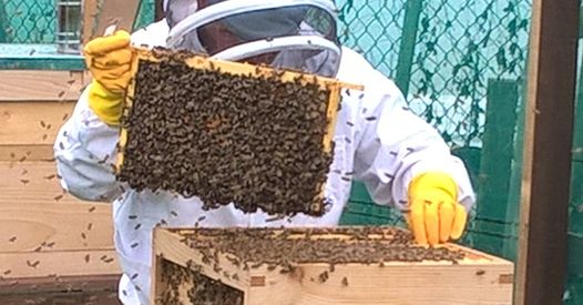 Aycliffe Beekeepers’ Association