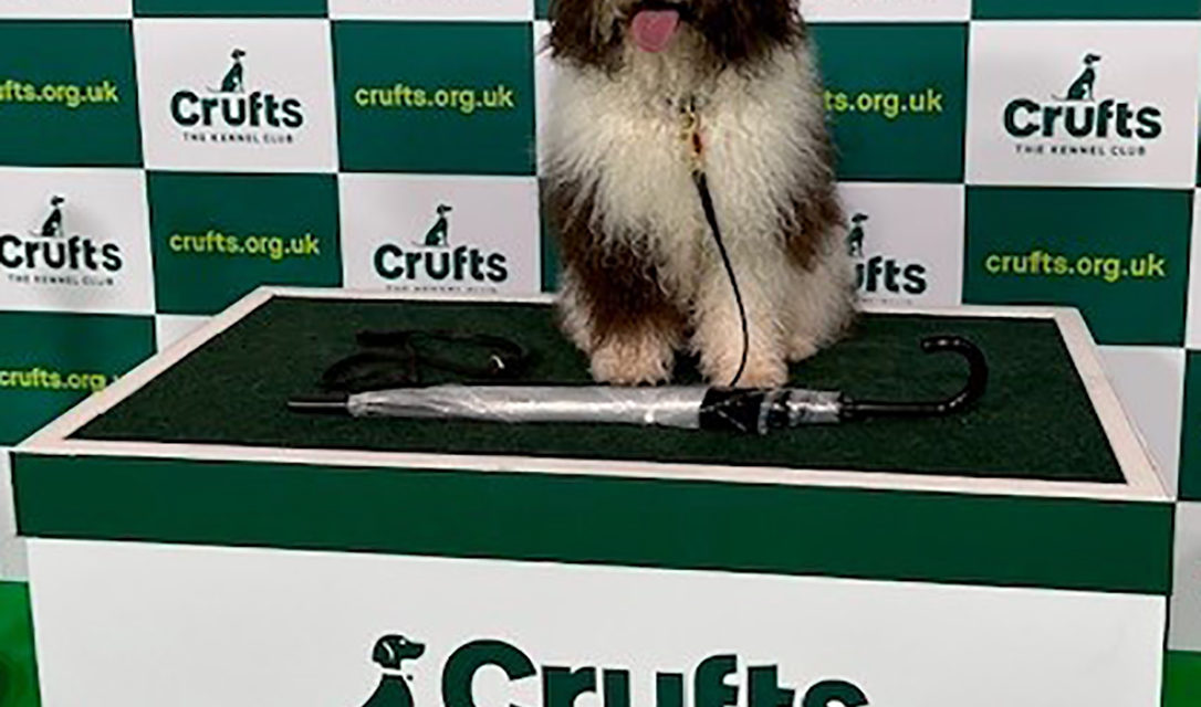 K9 Pursuits Dogs at Crufts