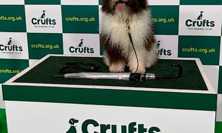 K9 Pursuits Dogs at Crufts