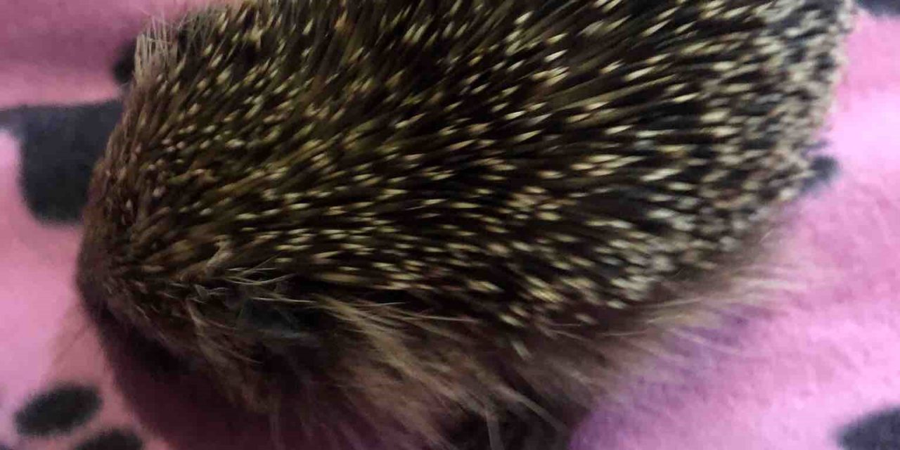 The Hog Blog