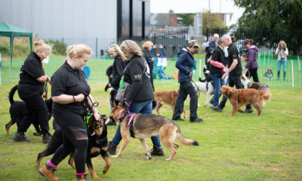 Successful First Fun Dog Show