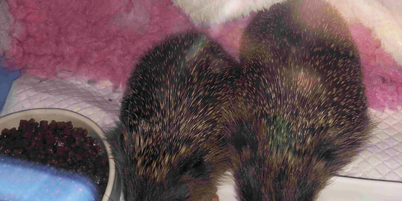 The Hog Blog