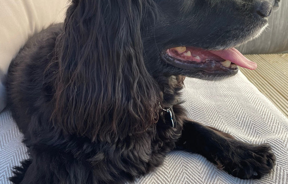 School Therapy Dog