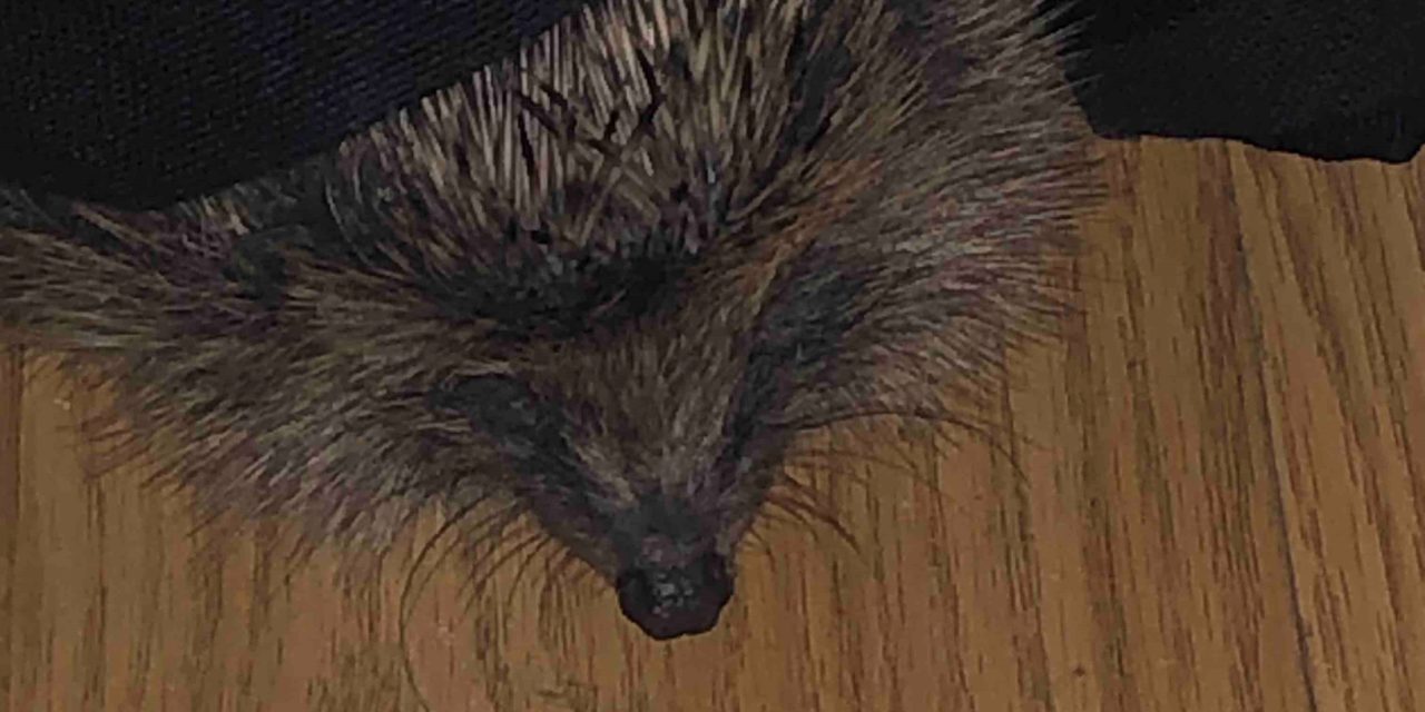 The Hog Blog